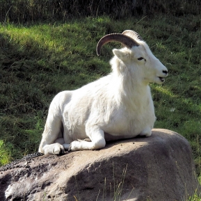 pixabay-big-horn-sheep-518037_1280