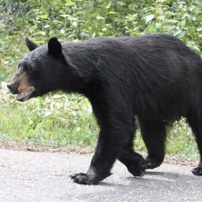 pixabay-black-bear-73065