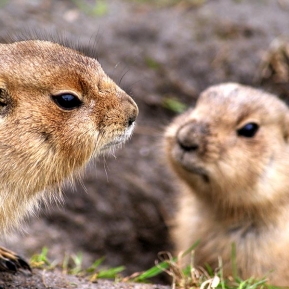 prairie-dog-535285